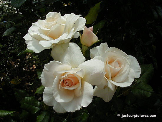 Rose ‘French Lace’
