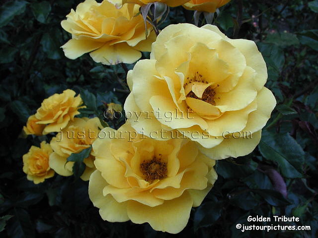 Golden Tribute rose