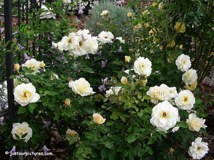 Grand Prize rose bush