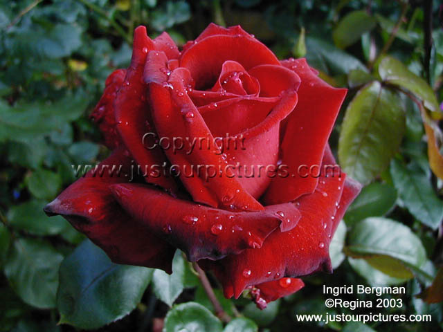 Ingrid Bergman rose