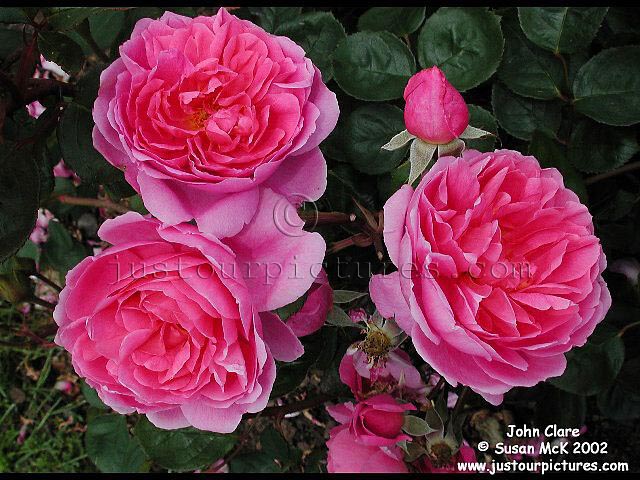 John Clare rose