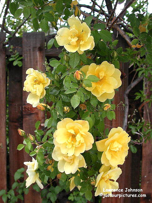 Hidcote Gold rose