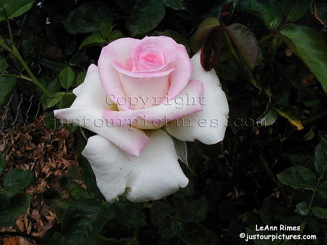 LeAnn-Rimes-rose