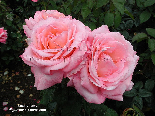Lovely Lady rose