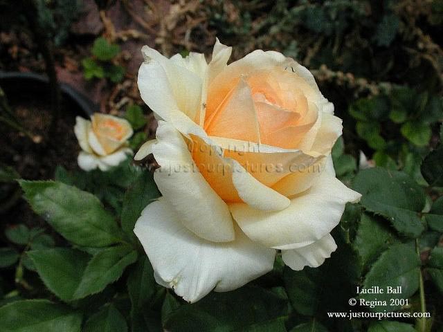 Lucille Ball rose