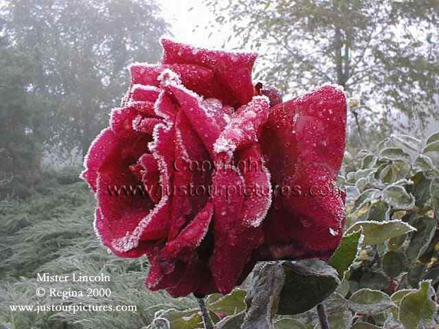 frozen red rose picture