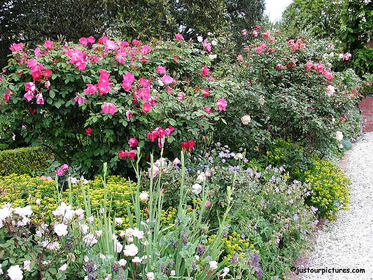 nancy-steen-rose-garden"