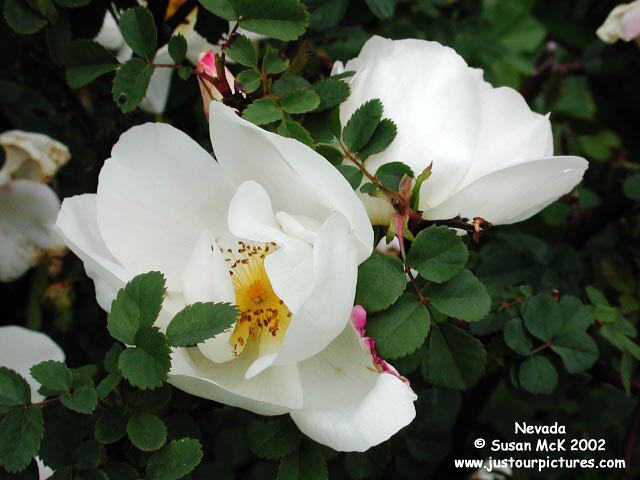 Nevada rose 