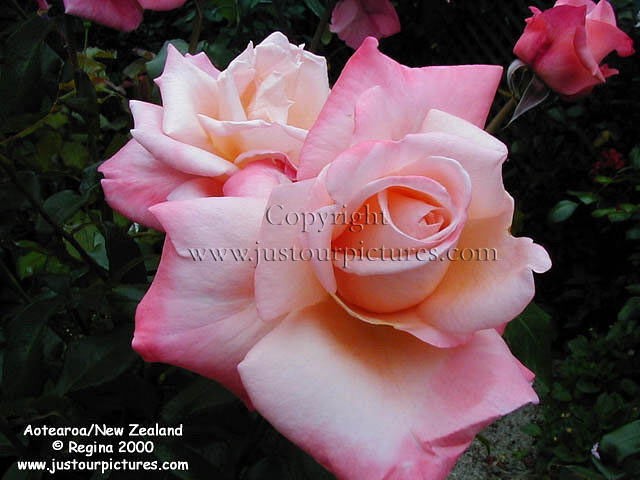 New Zealand rose