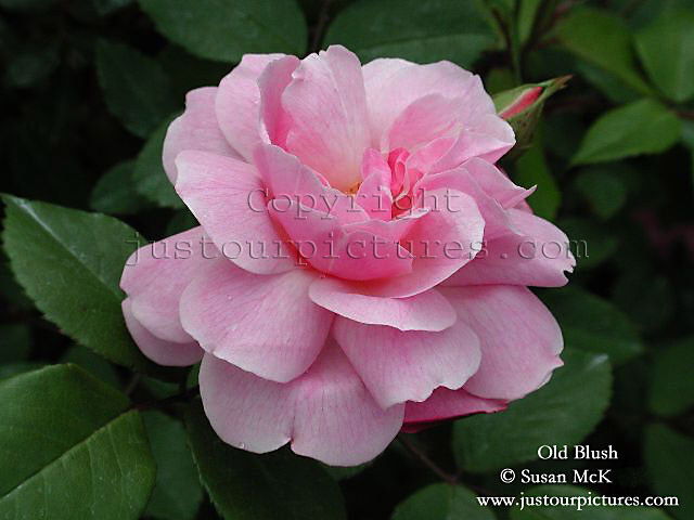 Old Blush rose