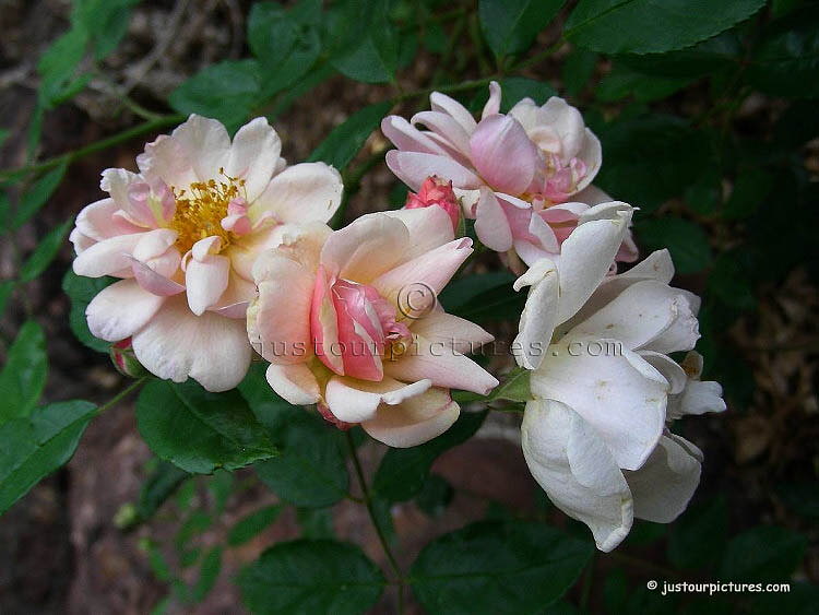 Opal Brunner rose
