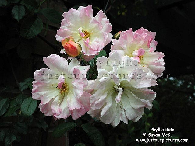 Phyllis Bide rose