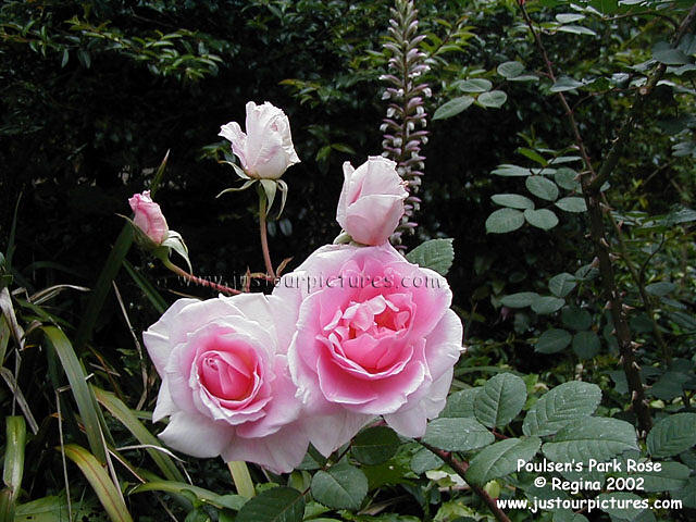 Poulsen's Park Rose