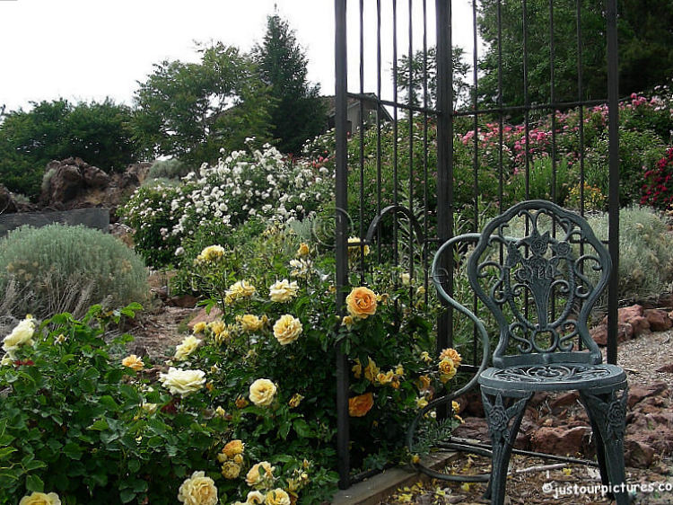 roses-gazebo-chair
