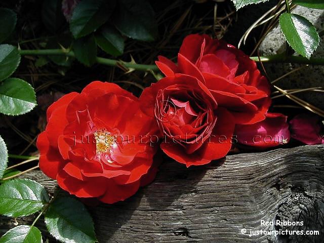 red-ribbons-rose