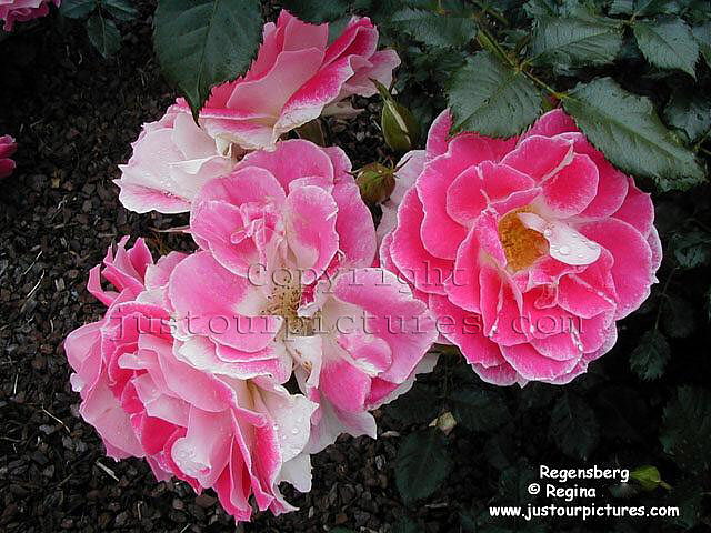 Regensberg rose