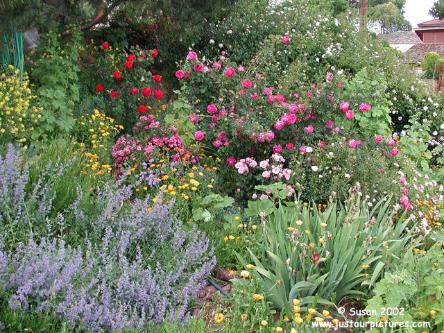 rose garden 2003