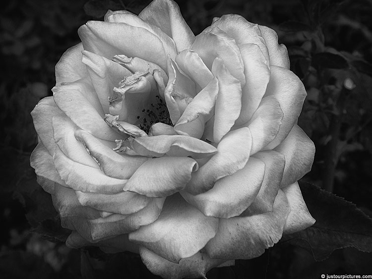 silver rose in black and white