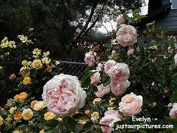 evelyn-rose-bush