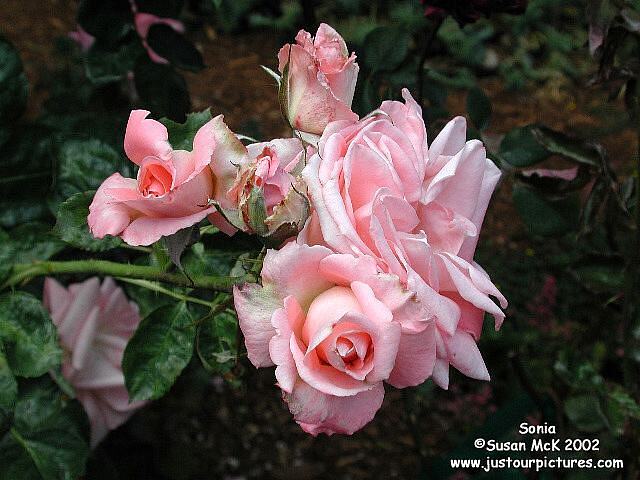 sonia rose