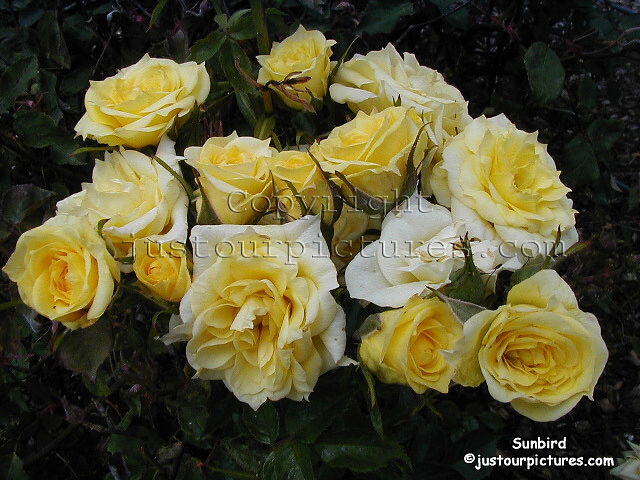 Sunbird rose