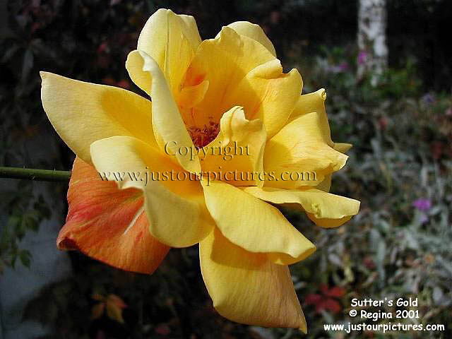 Sutter's Gold rose