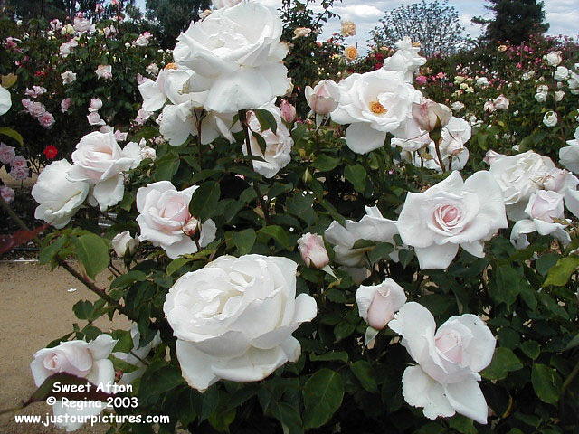 Sweet Afton rose
