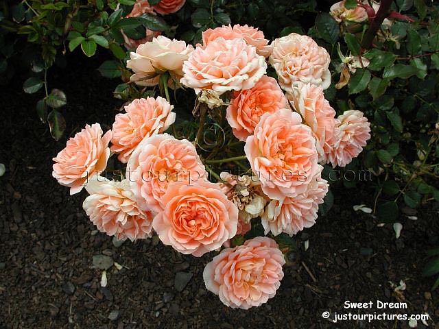Sweet Dream rose