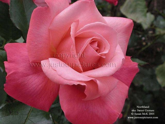 Sweet Gesture rose