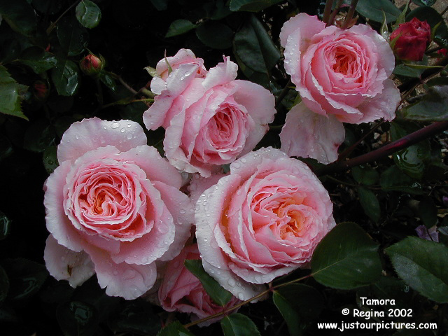 Tamora rose