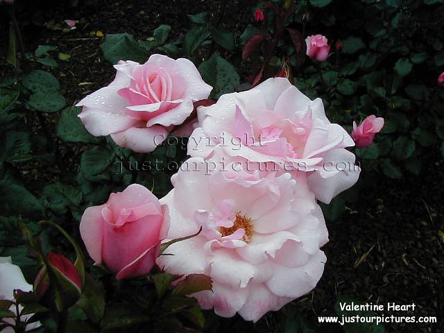 Valentine Heart rose