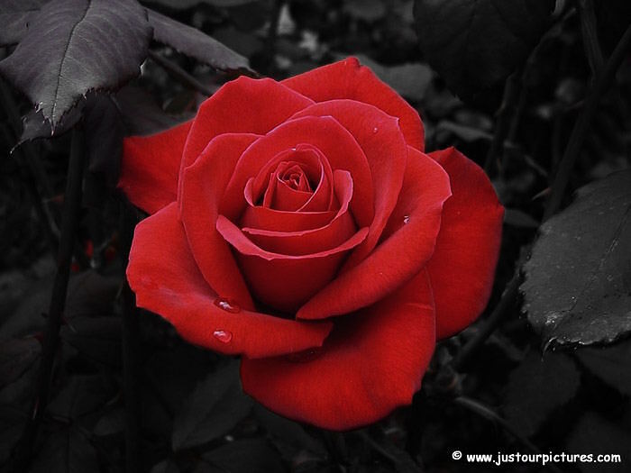 free red rose