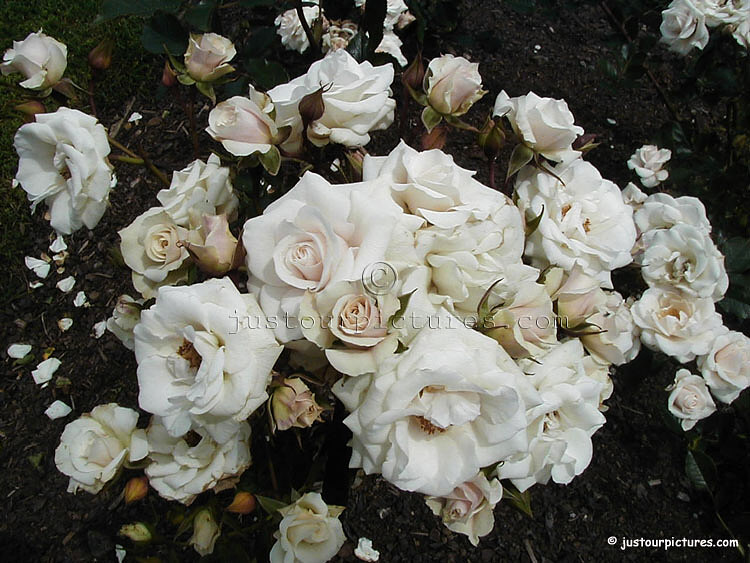 white_roses_1