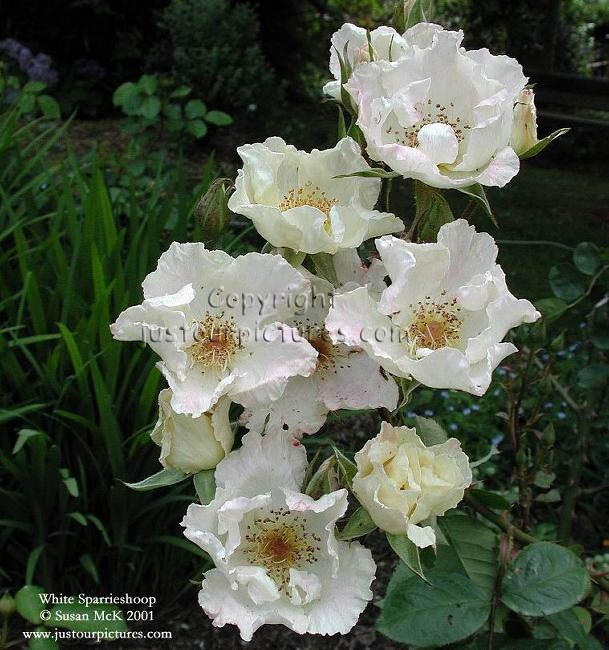 White Sparrieshoop rose