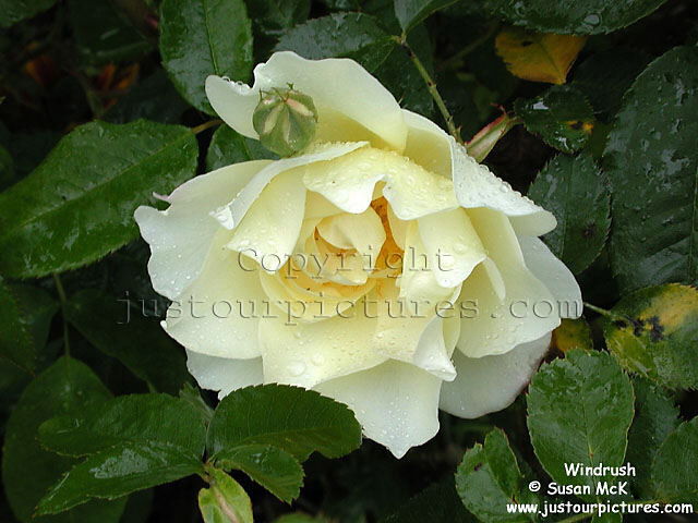 Windrush rose