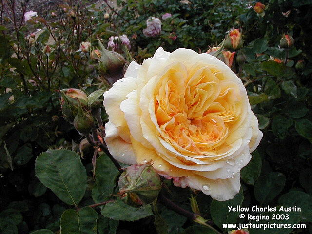 Yellow Charles Austin-rose