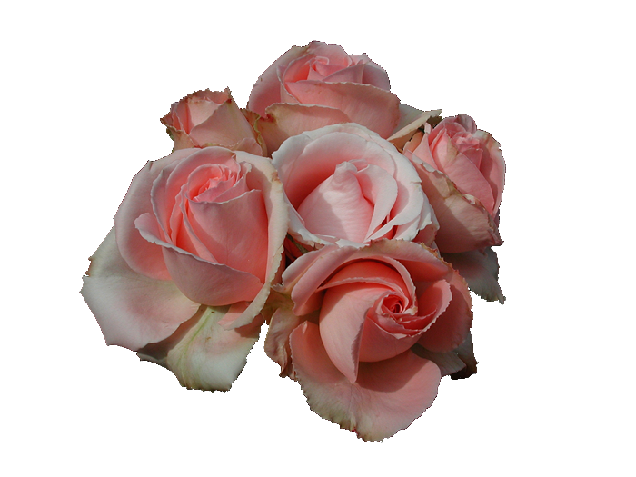 11pink_roses