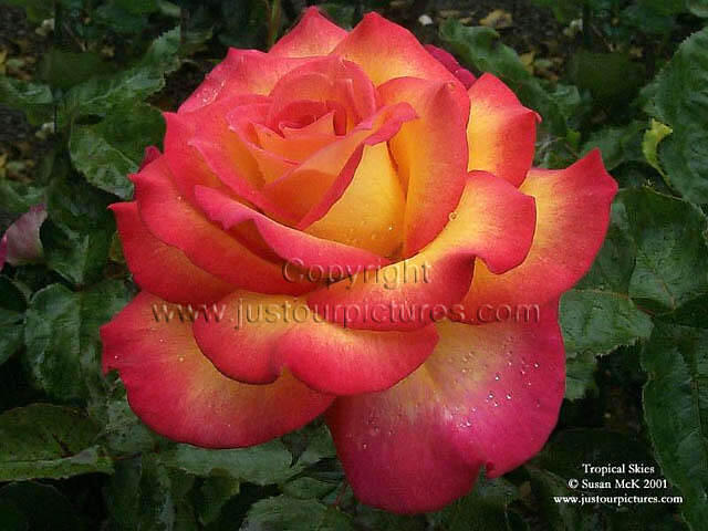 red-and-yellow-rose