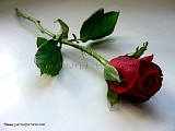 red-rose-bud-on-stem