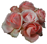 Pink Roses.png File# D8768. Photographer: Susan