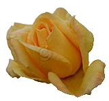 Transparent yellow rose File# 0079