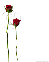 two-red-roses-on-long-stems