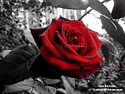 picture of a  dark red rose on black and white background 
