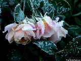  Iced Day Breaker rose, File# D1387. Photographer: Christine. October 2010