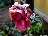  Icy Fragrant Plum Rose. File# 1684. Photographer: Christine. October 2010