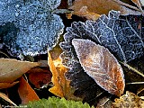 Hoar frost on leaves, File# D1713. Photographer: Christine. October  2010