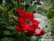  Beauty Secret  rose picture