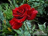 dark red rose picture