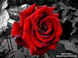 dark red rose picture on black and white background