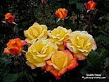 yellow and red rose picture